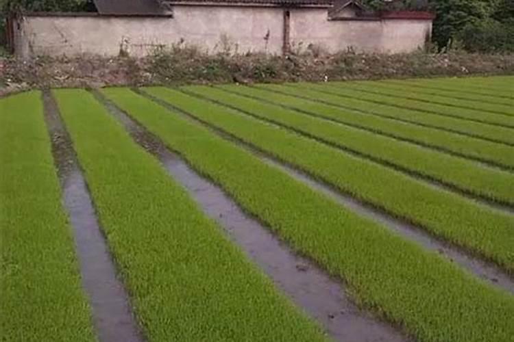 水溶肥价格多少钱一吨 如何选购优质的水溶肥料