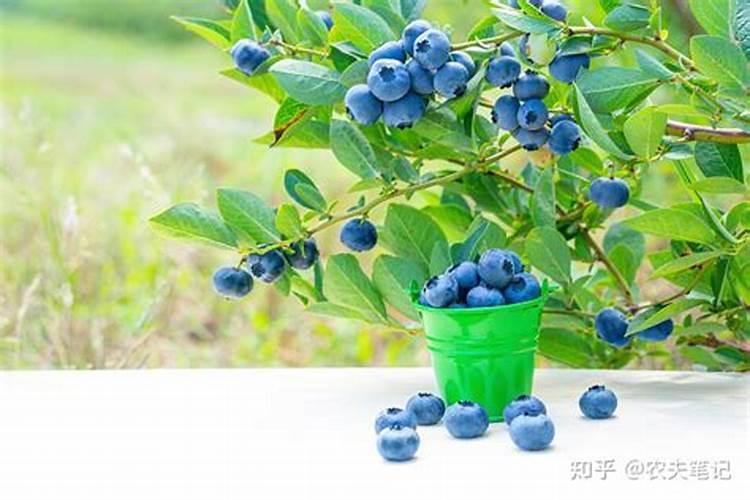 蓝莓施肥的最佳时间是什么时候