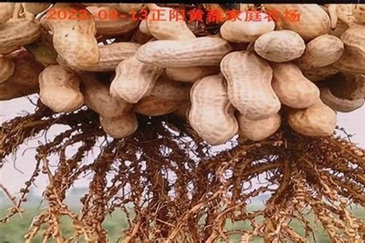 花生用二铵好还是复合肥好
