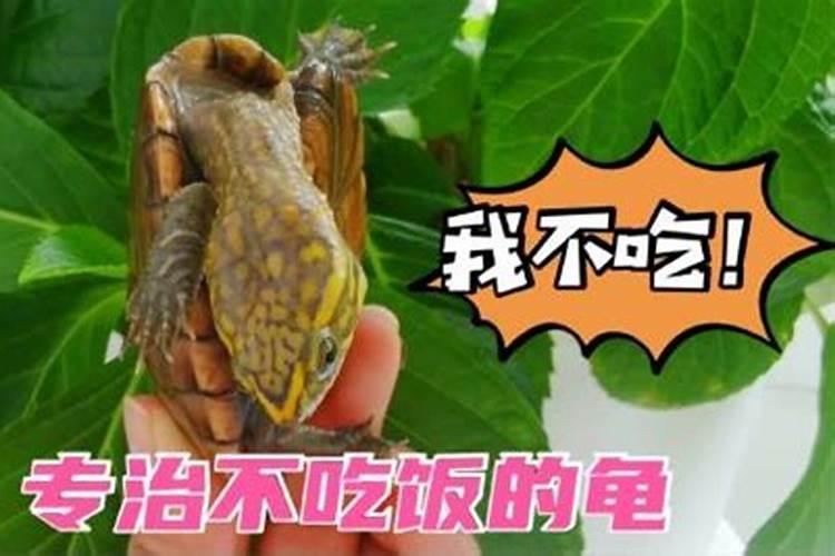 第一次养鳄龟,如何判断品相？