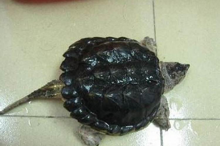 鳄龟背甲上这些坑是啥呀？