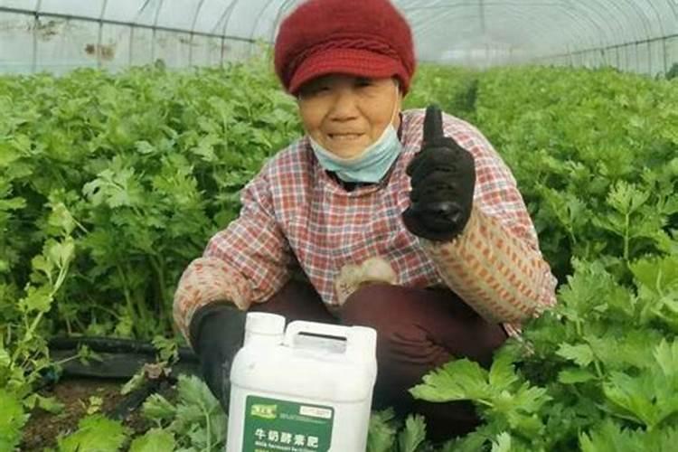 什么蔬菜补钾