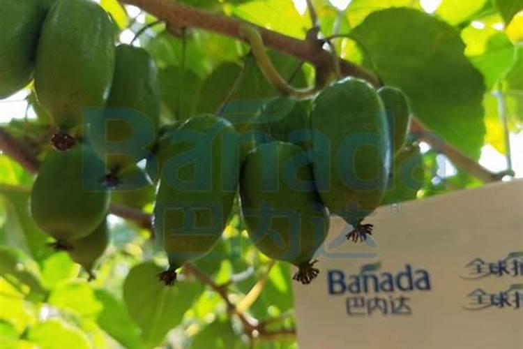 花卉叶面肥用什么好 花卉叶面肥浓度多少合适