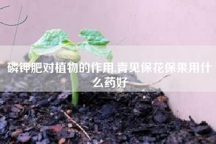 南瓜不开花是什么原因