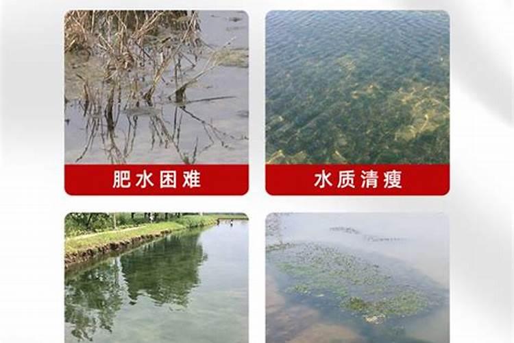 玛格丽特不开花的原因,氮肥过量或光照不足