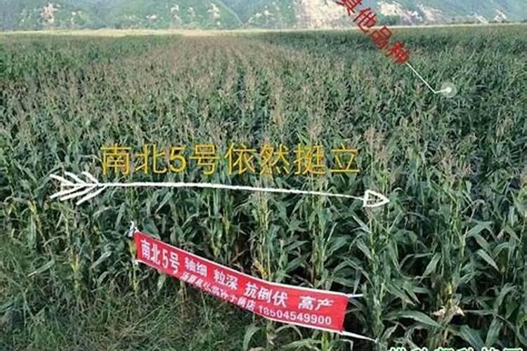 高浓度硫酸钾复合肥`鲁酉根际肥″多少钱一吨？