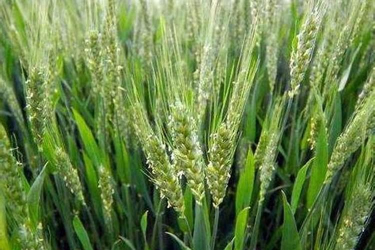 白兰花用什么肥料最好