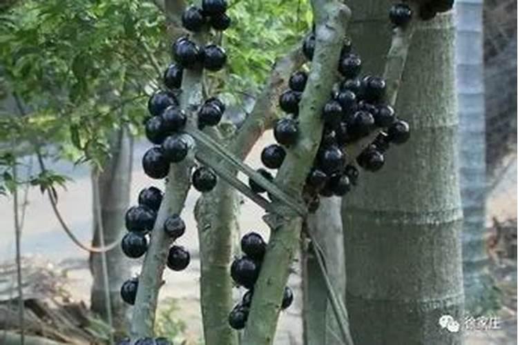 月季花冬季如何施肥效果最好,可以用水溶肥吗？
