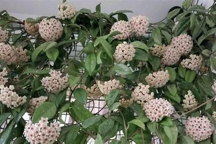 球兰秋季养护方法