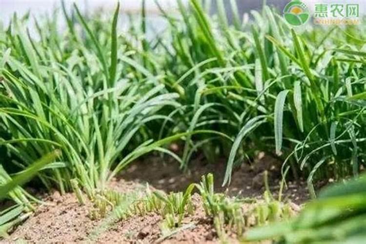 韭菜施什么肥料最好