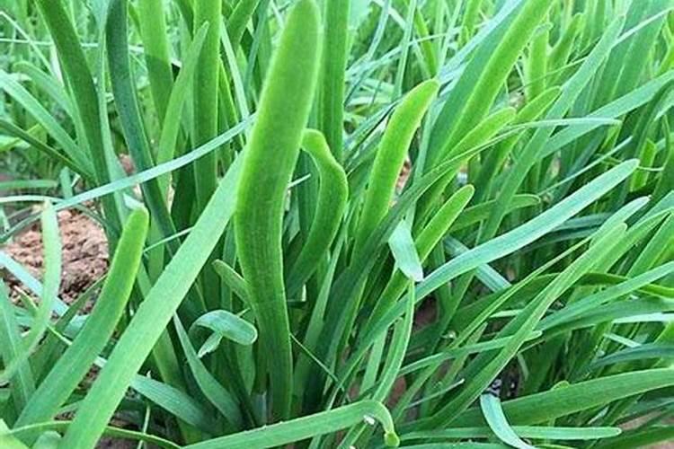 韭菜最忌讳的三种肥料