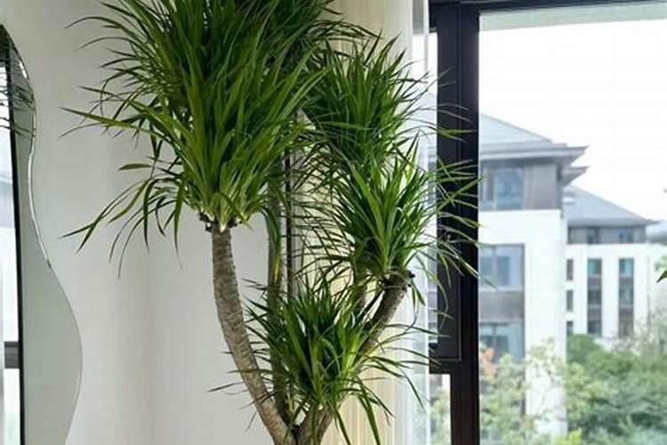 如何种植橙树,橙子树怎么种植才能高产