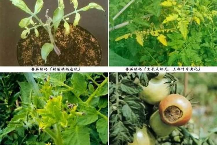 【中医农业】番茄缺钙症状和补钙方法