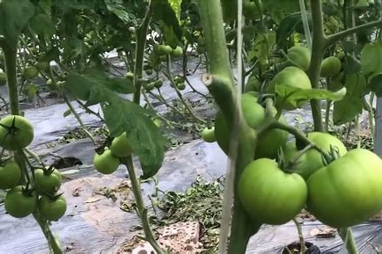 种大葱用什么肥料