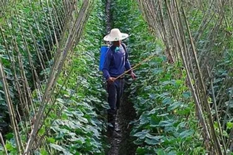 瓜果蔬菜叶面肥的正确使用方法(什么时候打叶面肥好)