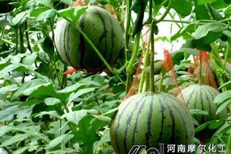 小麦返青能用水溶肥吗,水溶肥施用技巧