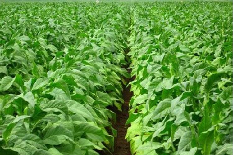 冬烟云87种植技术施肥步骤