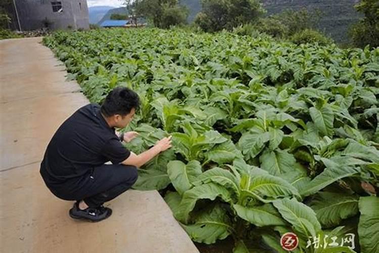 微量元素肥料哪家好