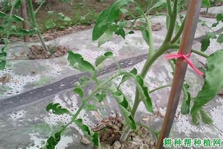 兰花喷什么叶面肥最好(兰花叶面肥喷施注意事项)