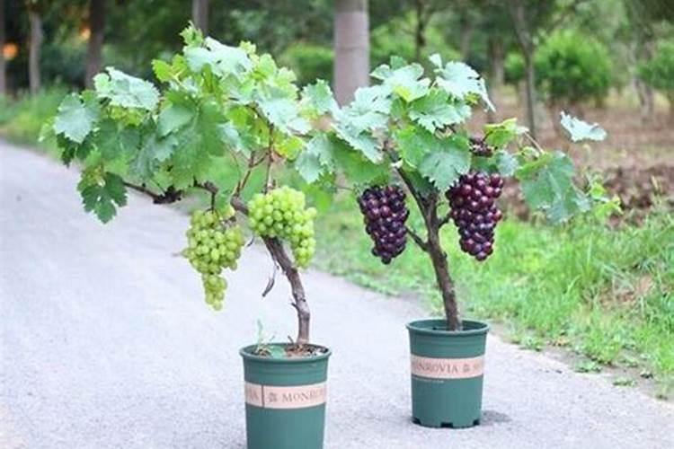 葡萄膨果期用什么肥料,种植葡萄该如何施肥