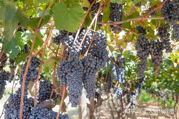 葡萄转色期用什么肥料好 可以使用硝酸钾吗
