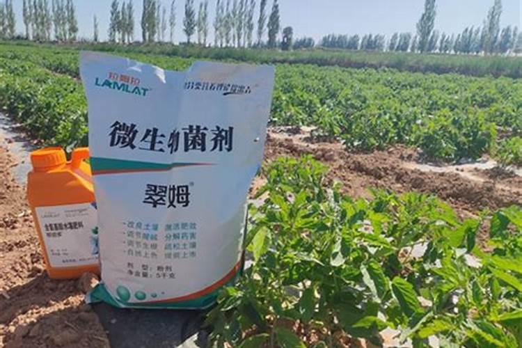 豆角开花期可以浇水吗