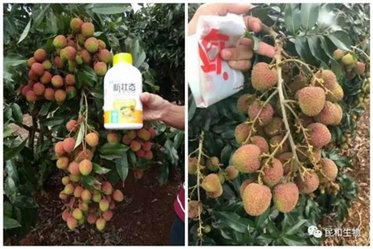 芸苔素基本信息