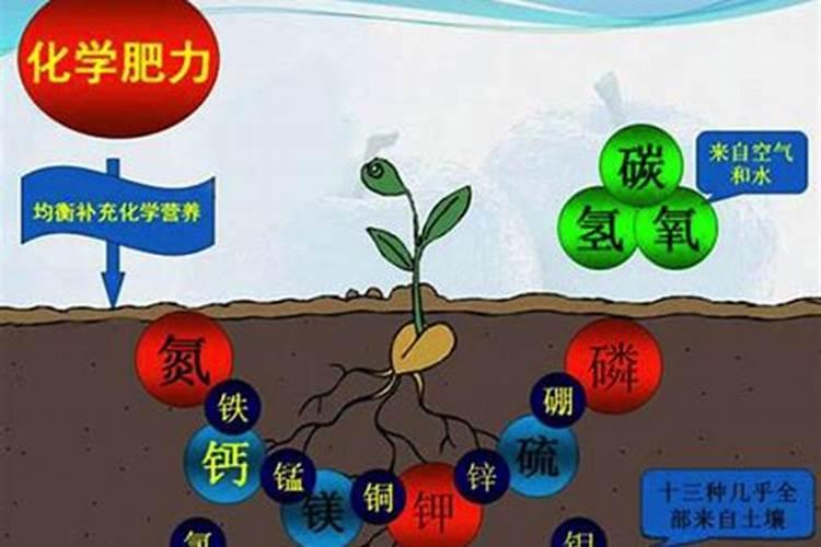 如何施用微量元素肥料才会更好