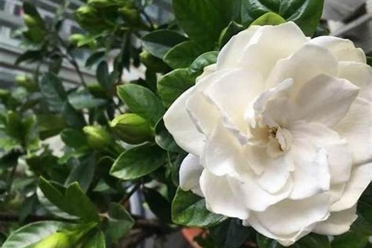 栀子花叶子发蔫什么原因？怎么急救？
