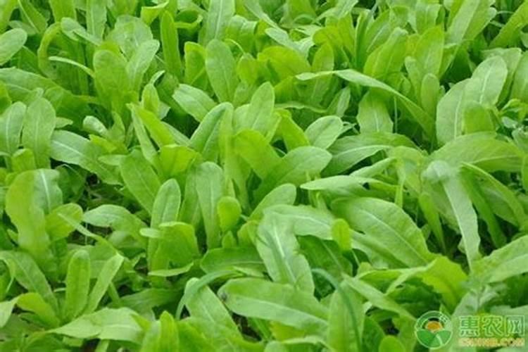 天气干旱,油菜可不可以喷洒叶面肥