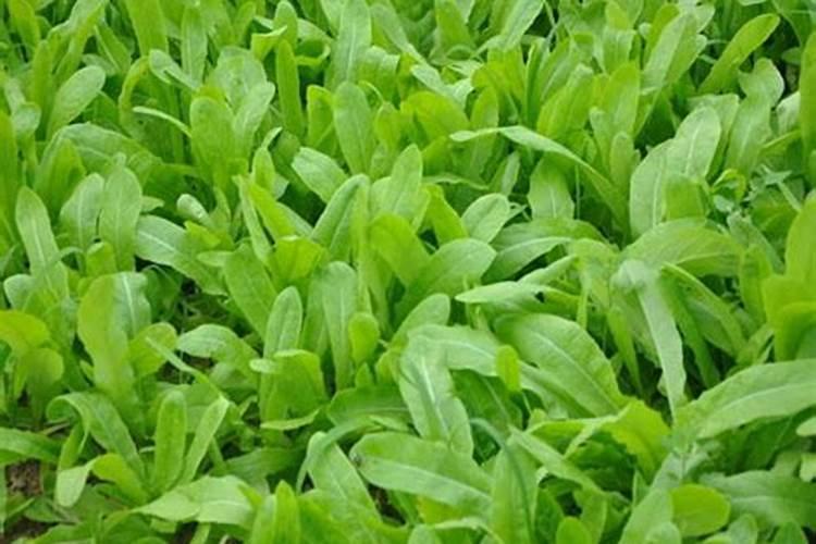 老师怎样种才能提高油麦菜产量？