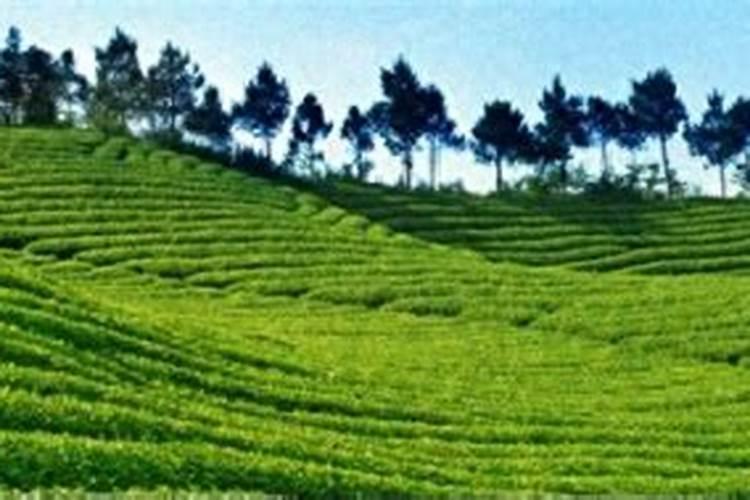 茶叶用什么化肥好