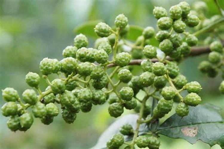 100斤麦种用多少芸苔素拌种 芸苔素如何使用