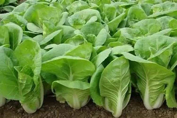 白菜用什么肥料长得快