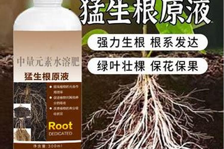 什么肥可以生根长根？
