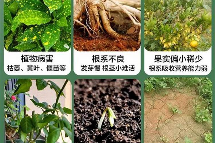 大树吊瓶里的营养液是什么成分