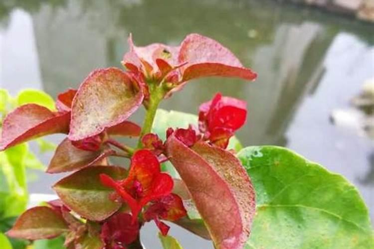 三角梅施什么肥开花多？一般的复合肥、鸡粪行不行？