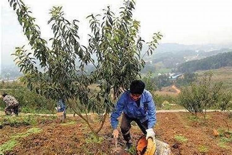 李子树施肥方法及时间