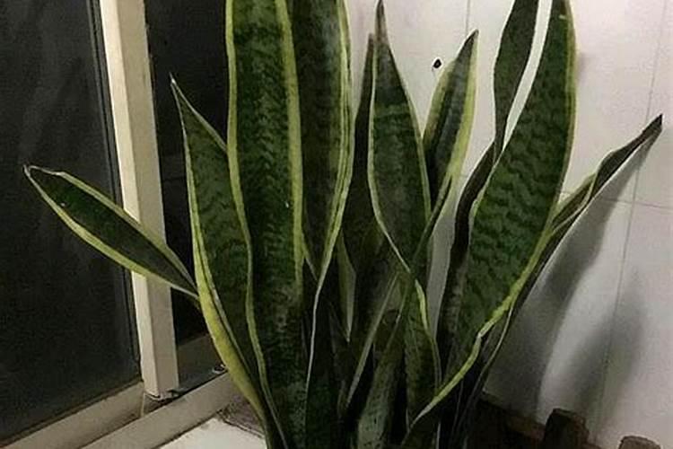 月季该如何施肥？