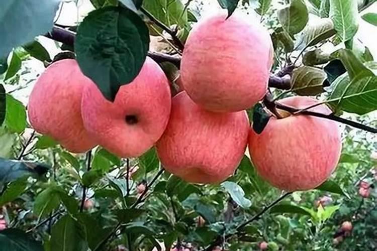 苹果树上什么肥料好