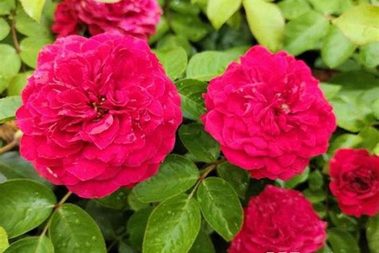 月季怎样喷施叶面肥？