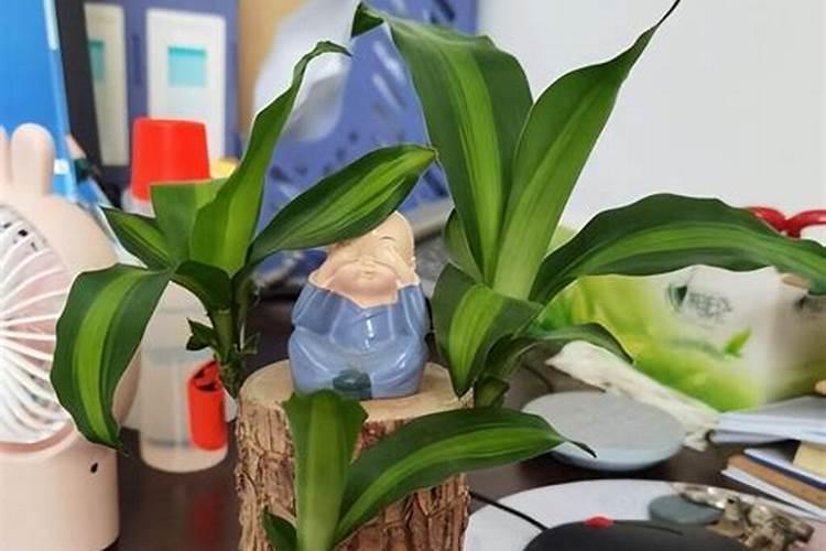 西安哪里的桂花树比较多