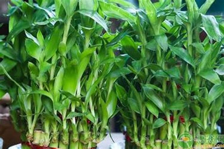 硼抗体是从哪种植物提取的