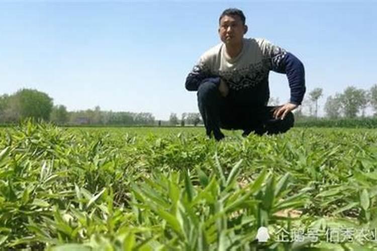膨大剂使用方法时间
