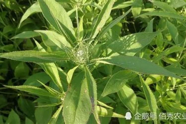 对红薯来说最好的肥料是哪种