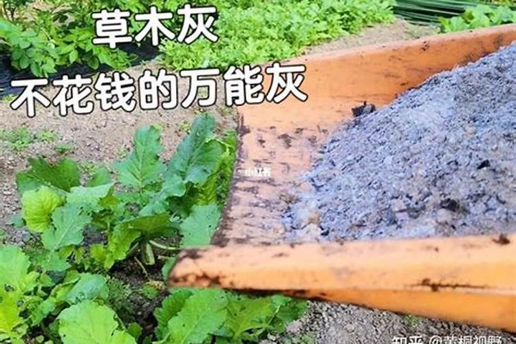 葱几天浇一次水最好