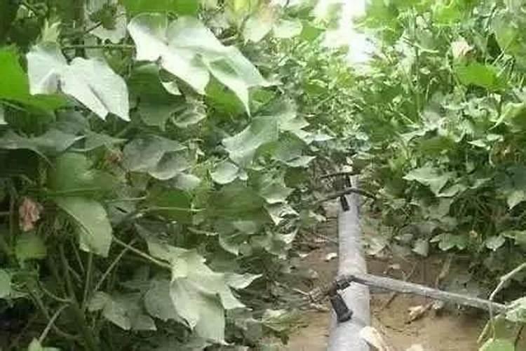 有机肥和无机肥的区别