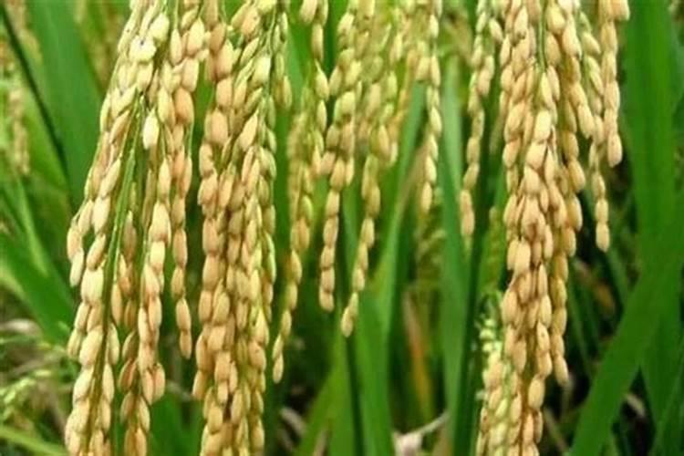 夏天怎样给植物施肥