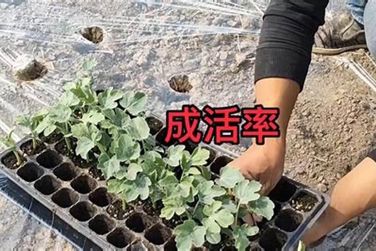 树苗施什么肥料什么时间施肥最好