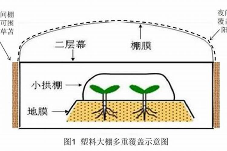 彩椒平衡肥和高钾肥如何使用